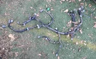 92-95 Honda Civic Engine Wire Harness Manual Transmission D15B7 OBD1 Speed Oem Used. Price: $140.00.