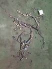 6.7L Cummins Engine Harness For Parts 5274848A. Price: $295.00.
