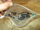 Suzuki DF350A 350HP 4 Stroke Outboard Tilt Limit Switch Used. Price: $45.00.