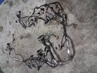 2011 Ford F250 F350 6.7L Diesel Engine Motor Wire Wiring Harness Oem E43 Used. Price: $275.93.